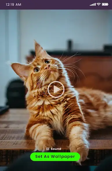 Живые видео обои HD скриншот 4